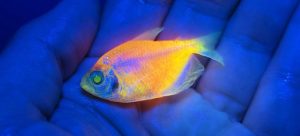 Ibama apreende 58 mil peixes transgênicos
