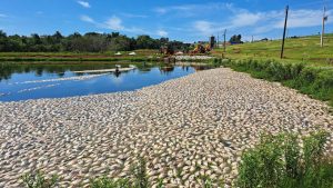 50 toneladas de peixes vão para a vala por falta de energia