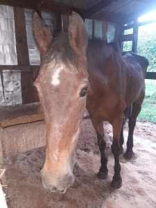 Pinta, Equino Mais Velho do Brasil Morre aos 44 Anos