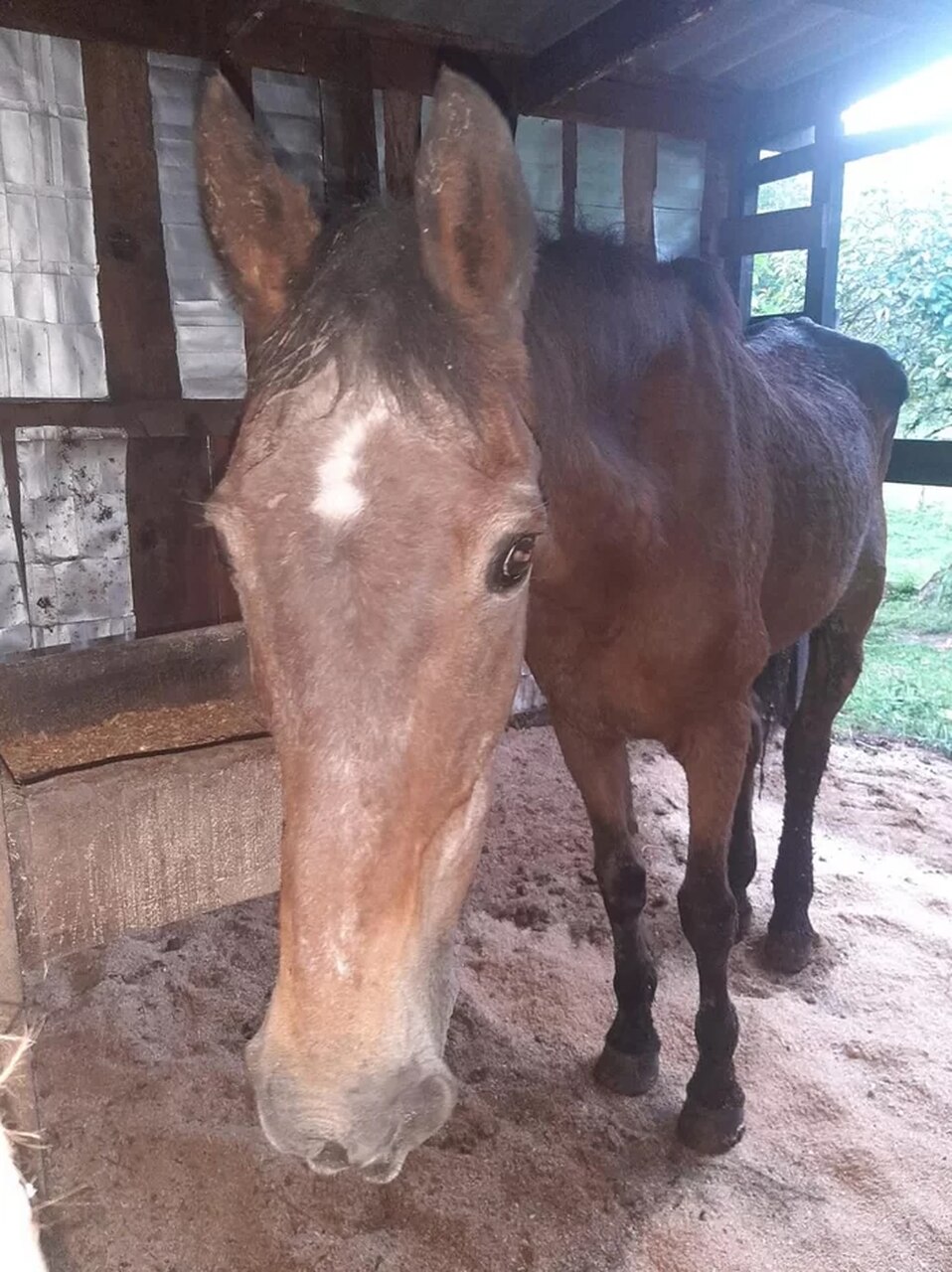 Pinta, Equino Mais Velho do Brasil Morre aos 44 Anos