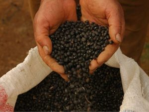 Região se destaca nos índices de produtividade de feijão
