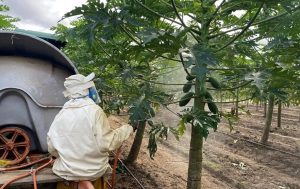 Embrapa cria “protetor” para blindar folhas e frutos do sol