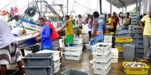Governo zera alíquota de importação da sardinha e cadeia de pescados pode colapsar