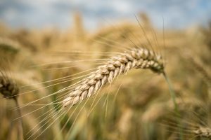 Estado terá queda de 20% na área plantada com trigo