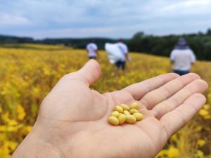 Produção de soja cresceu 275% em doze anos