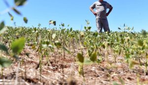 Apesar da seca, mercado segue em alta e com demanda aquecida