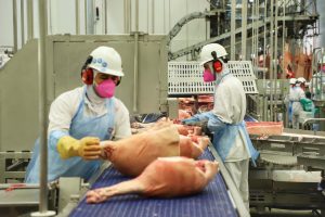 Paraná lidera ranking com 21% dos abates de suínos do País