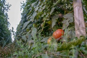 Adapar encontra responsável pela virose que afeta lavouras de tomate