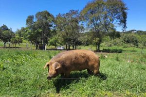 Porco Moura: sinônimo de maciez e suculência