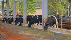 Estiagem prolongada e calor intenso ameaçam produção de leite
