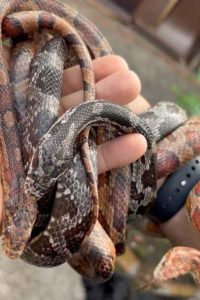 Polícia apreende 215 animais exóticos em cativeiro