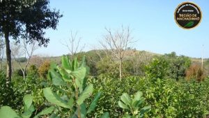 RS tem registrada a sua primeira Indicação Geográfica de erva-mate