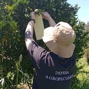 Monitoramento em pomares de citros garante área sem greening