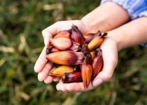 Produção precoce de pinhão avança no Brasil e já rende frutos