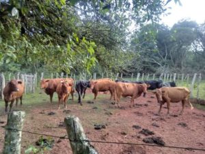 Coleta de carrapatos ajuda a analisar resistência dos rebanhos