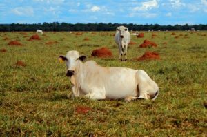 Recuperação de pastagens é aposta para agro sustentável