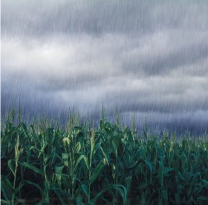 2ª safra de milho: Chuva trouxe alívio aos produtores