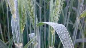Primeira frente fria do ano impacta a agricultura em diversas regiões