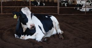 Tratamento Vip: Conheça vacas que não ficam no pasto e tomam banho todos os dias