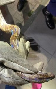 Jiboia arco-íris escapa de apartamento e é encontrada na rua