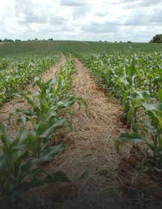 Agro catarinense fechou 2024 com R$ 63,7 bilhões