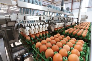 Produção de ovos para consumo chega a 202 milhões de dúzias no Estado
