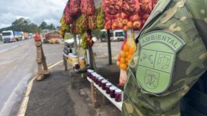 Carga de pinhão impróprio para consumo é apreendida pela polícia