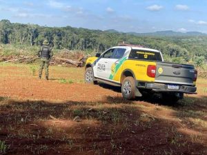87 araucárias cortadas ilegalmente são encontradas em fiscalização