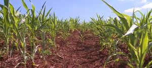 Produtores registram perda de 100% em lavouras de milho safrinha