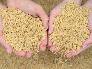 Estado terá safra de arroz com produtividade recorde