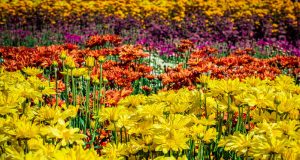 Setor de flores e plantas ornamentais sofre com falta de mão de obra qualificada