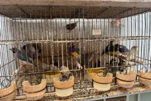 Polícia alerta que maus-tratos de animais não se limitam à agressão física