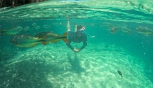 Praia é interditada após ataques de peixes