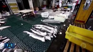 Ibama intercepta 77 toneladas de cação contaminado com arsênio