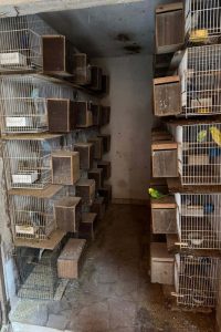 5 mil aves exóticas em situação de maus-tratos são resgatadas