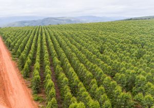 Estado vira “Vale da Celulose” com investimentos bilionários