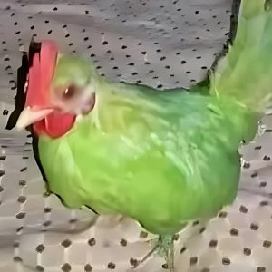 Gato por lebre? Não, galo por papagaio!