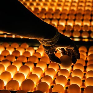 Exportações de genética avícola crescem 18,4%