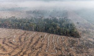 STF autoriza desapropriação de imóveis rurais envolvidos em incêndios criminosos e desmatamento ilegal