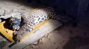 Onça-pintada que matou caseiro no Pantanal é capturada