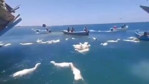Emocionante: Pescadores tentam salvar 2 mil ovelhas aflitas após naufrágio