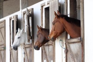 74 produtores encaminham Passaporte Equestre