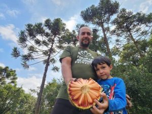 Começa a colheita de pinhão!