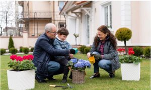 Como escolher os fertilizantes ideais para sua planta?