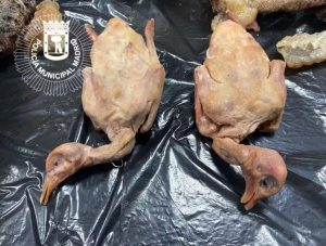Restaurante é fechado por vender carne estragada e pombo no lugar de pato