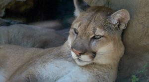 Puma morto por carro funerário e seus carrapatos serão estudados pela ciência