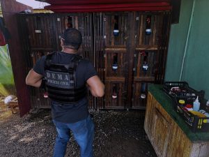 Maus-tratos: Polícia Civil resgata galos utilizados em rinhas