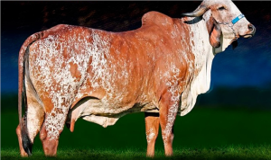 Vaca campeã em lactação impressiona com 64,8 kg de leite por dia