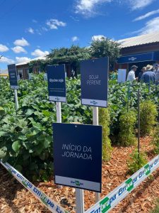 Conheça a trajetória da soja no Brasil a partir de variedades históricas