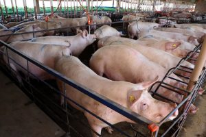 Prorrogado benefício fiscal na venda interestadual de suínos vivos
